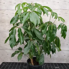 10" arboricola amate 2ppp