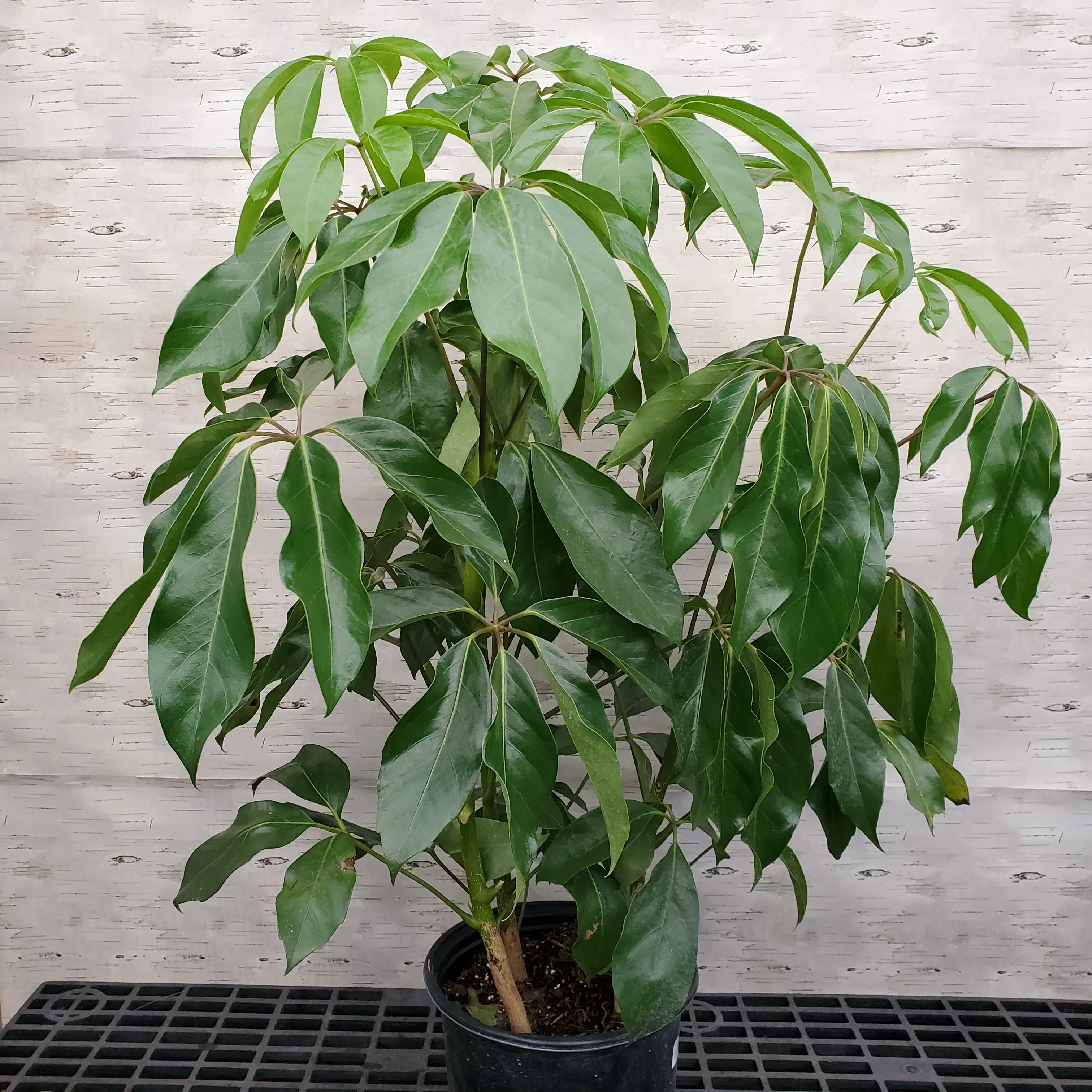 10" arboricola amate 2ppp