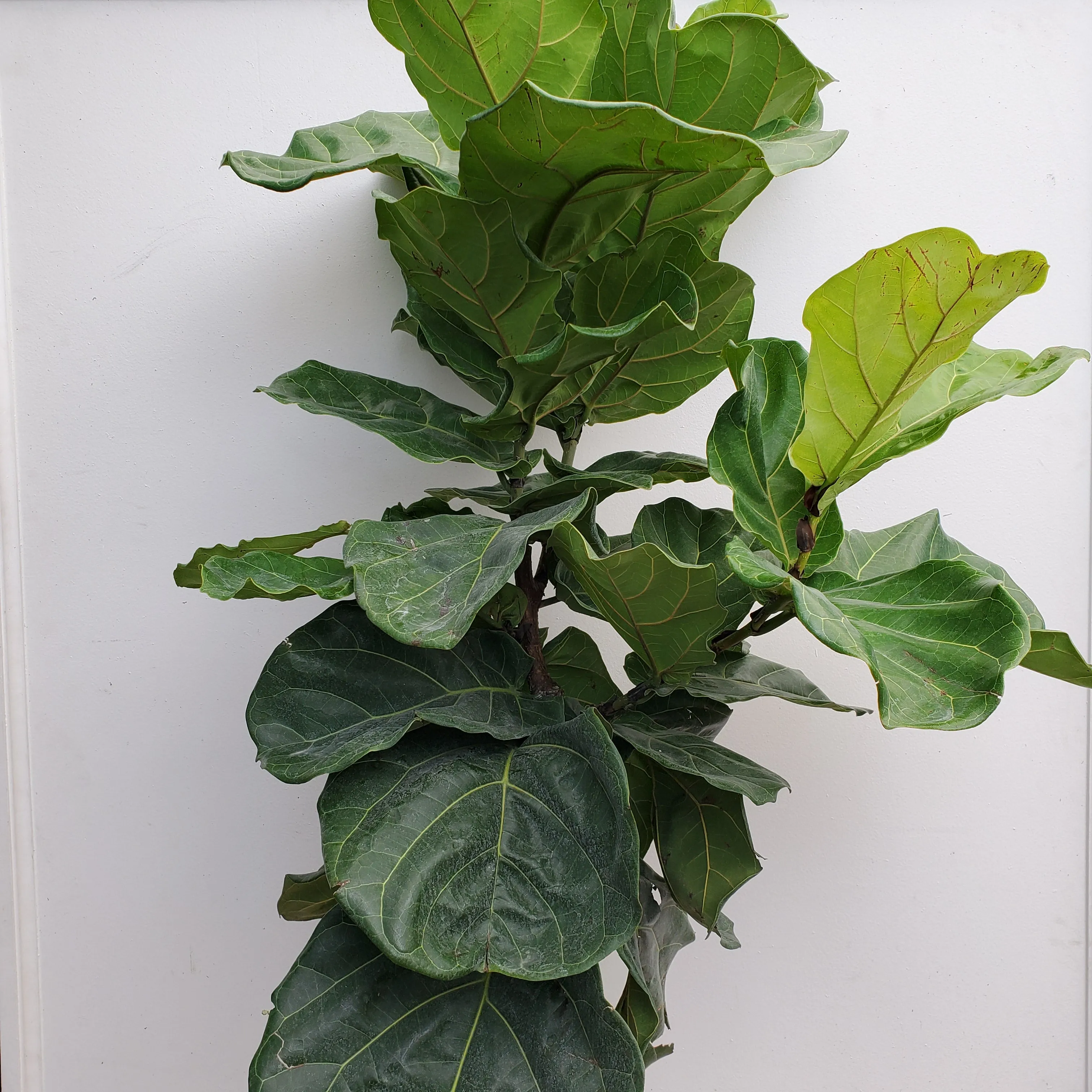 10" ficus standard lyrata