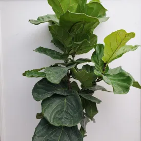 10" ficus standard lyrata