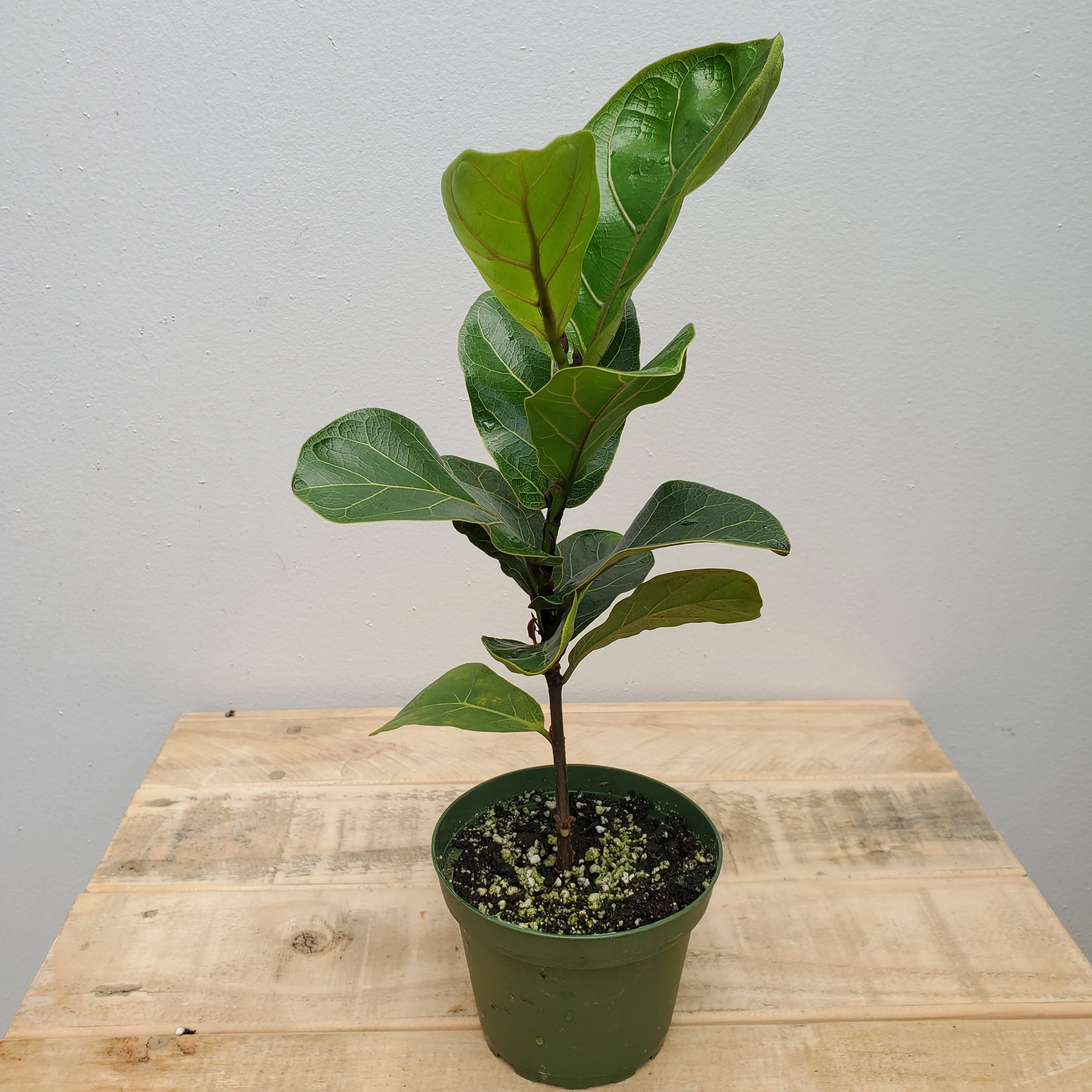 4" ficus lyrata little sunshine