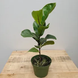 4" ficus lyrata little sunshine