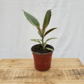 4" ficus tieneke