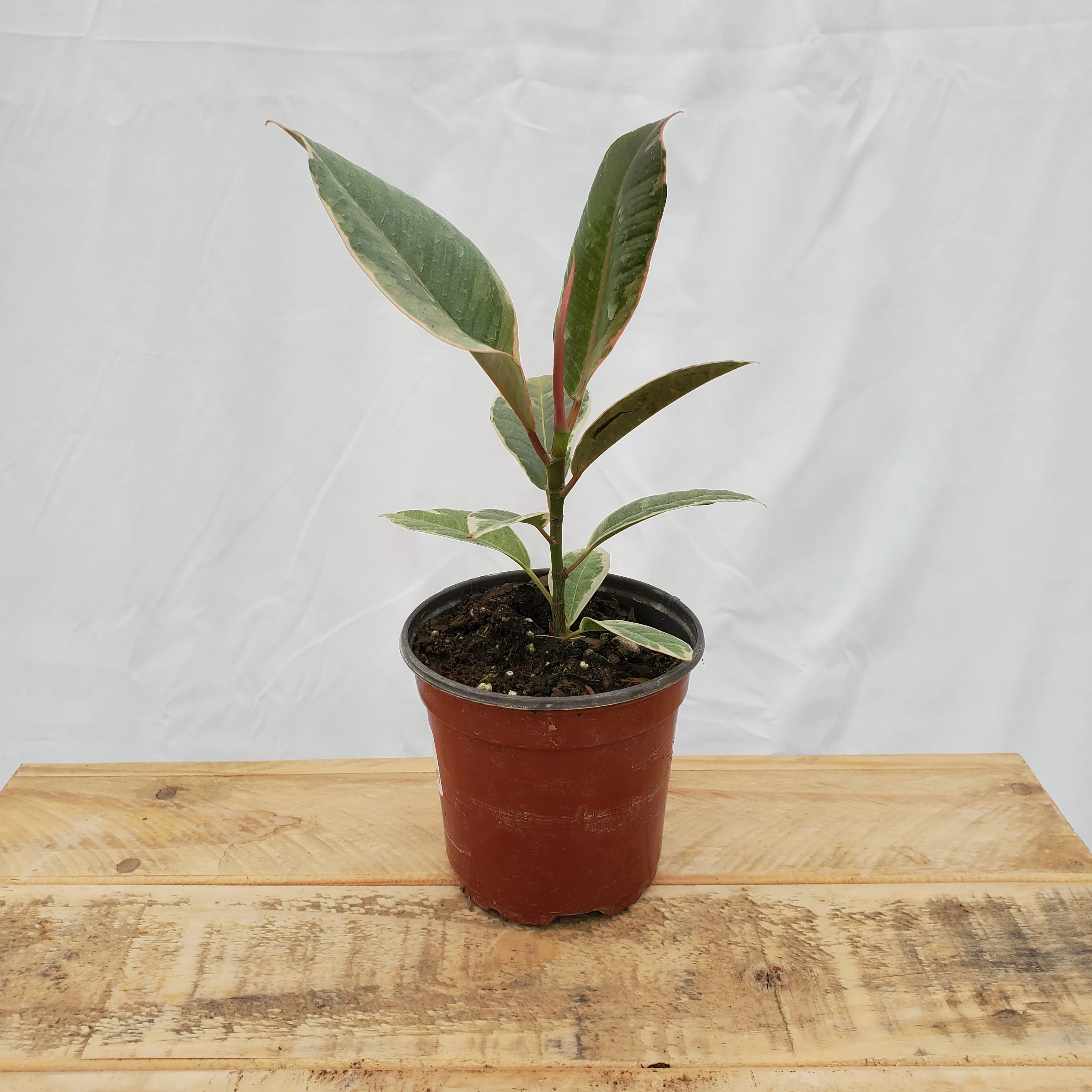 4" ficus tieneke