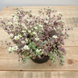 4" sedum dasyphyllum minor