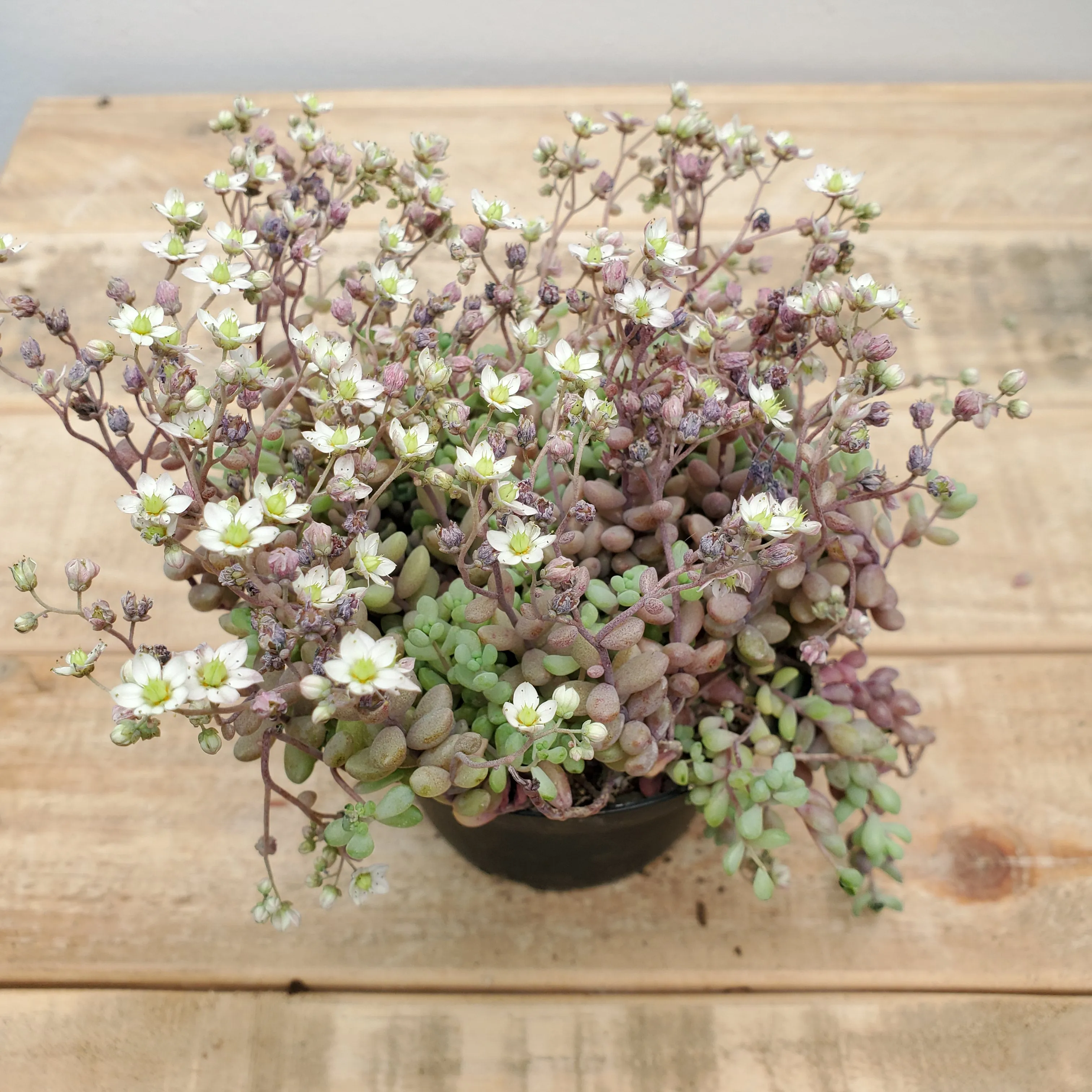 4" sedum dasyphyllum minor