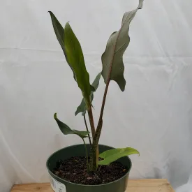 6" alocasia lauterbachiana