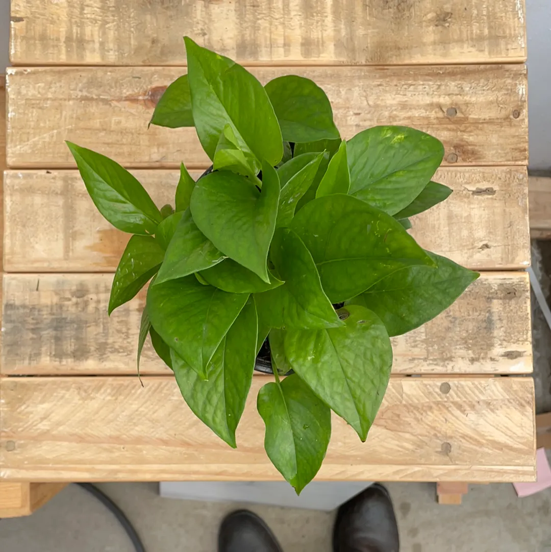 6" pothos jade