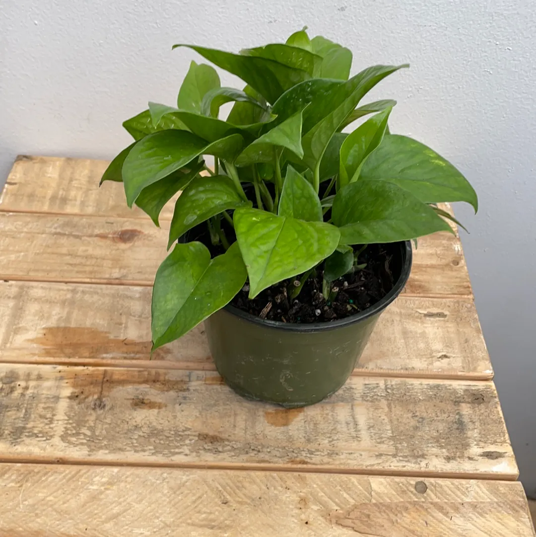 6" pothos jade