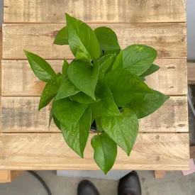 6" pothos jade