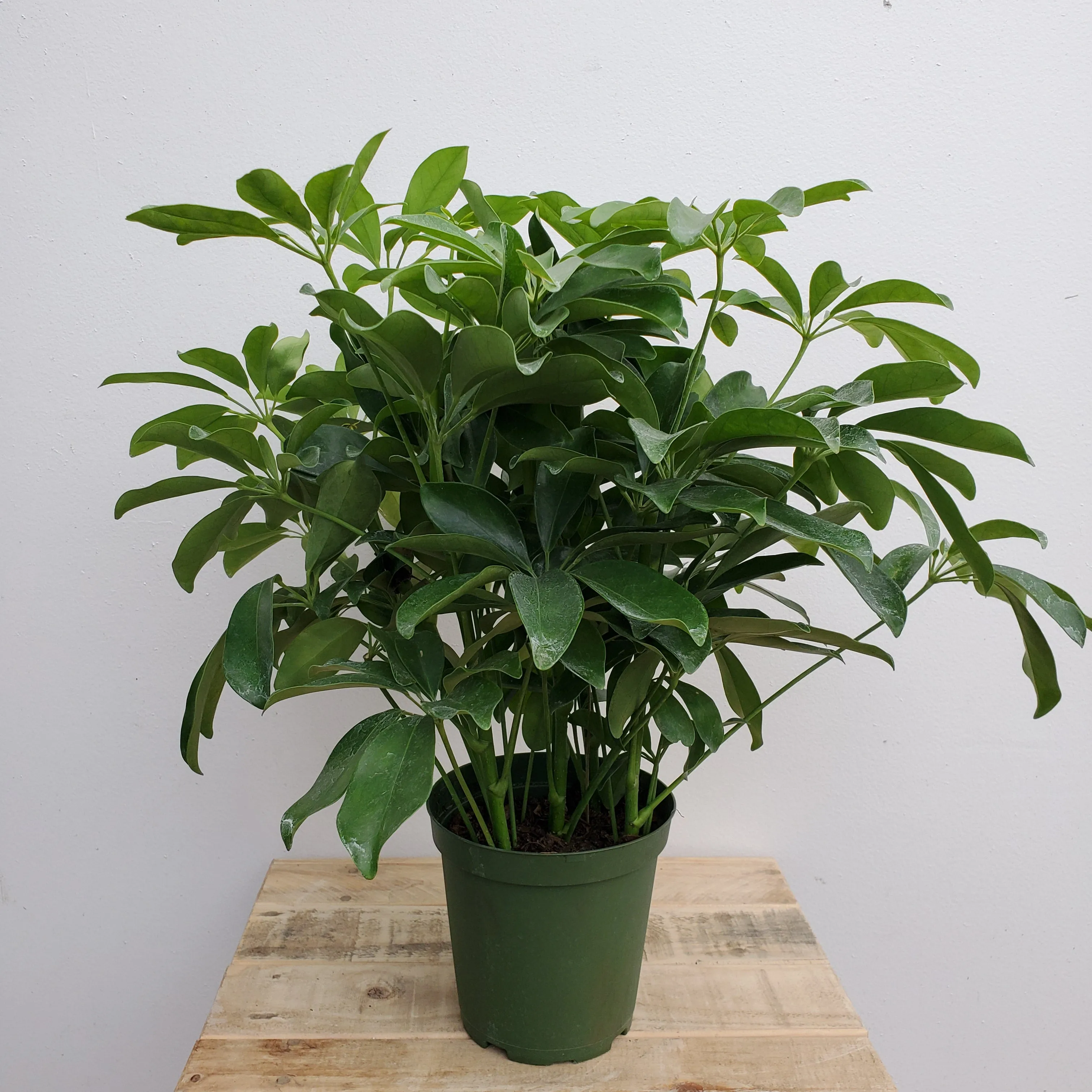 6" schefflera arboricola