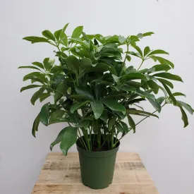 6" schefflera arboricola