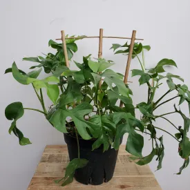 8" monstera minima
