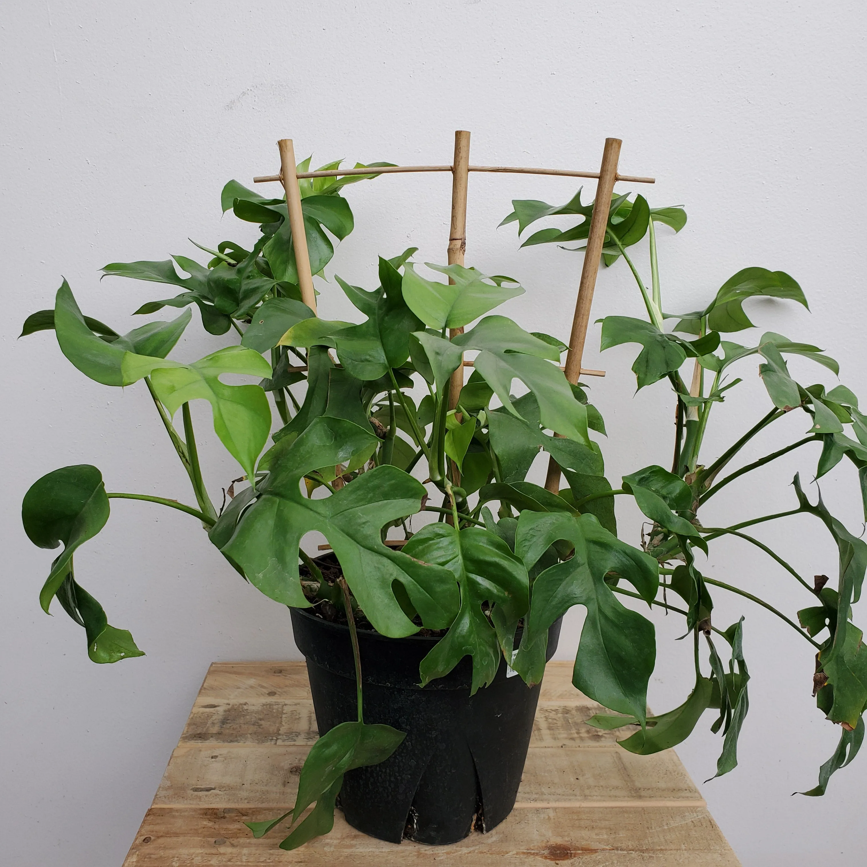 8" monstera minima